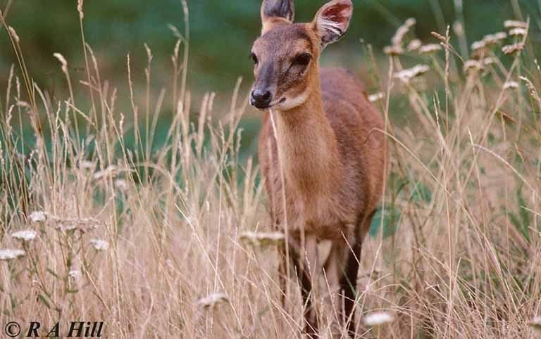 Empirical Study and Community Awareness on Four-Horned Antelope (FHA) in Banke National Park and its Buffer Zones
