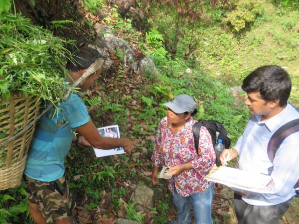 Survey and conservation of pangolin in Dhading, Nepal