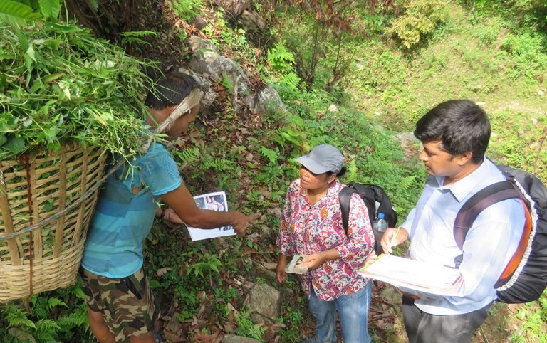 Survey and conservation of pangolin in Dhading, Nepal
