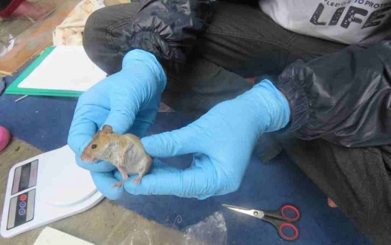 Rodent Survey and Handling Training