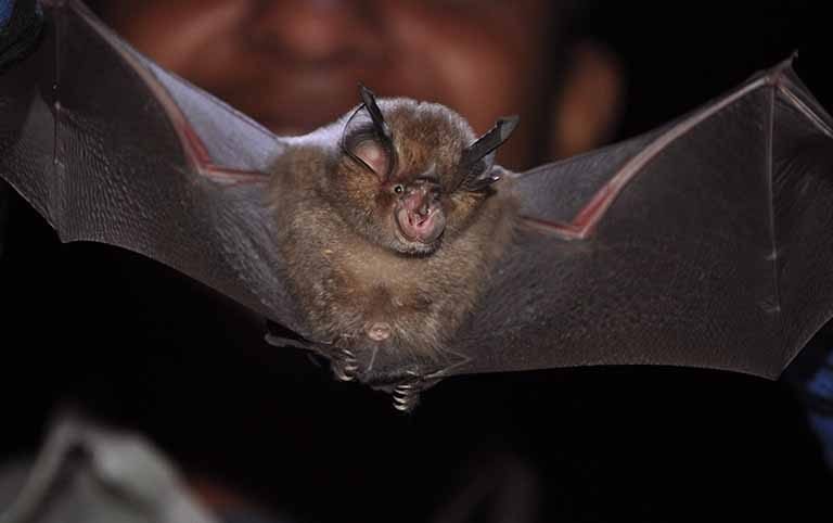Habitat and Acoustic Survey and an Action Plan for Bats Conservation in the Kathmandu Valley, Nepal