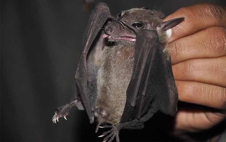 First Phase survey of bats in Tarai Plains of Eastern Nepal