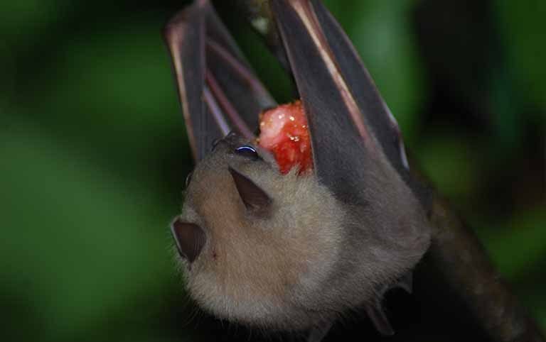 Baseline survey of bats at Kailash Cave, Syangja