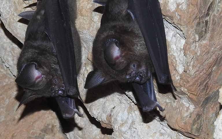Survey of bats in Tanahun