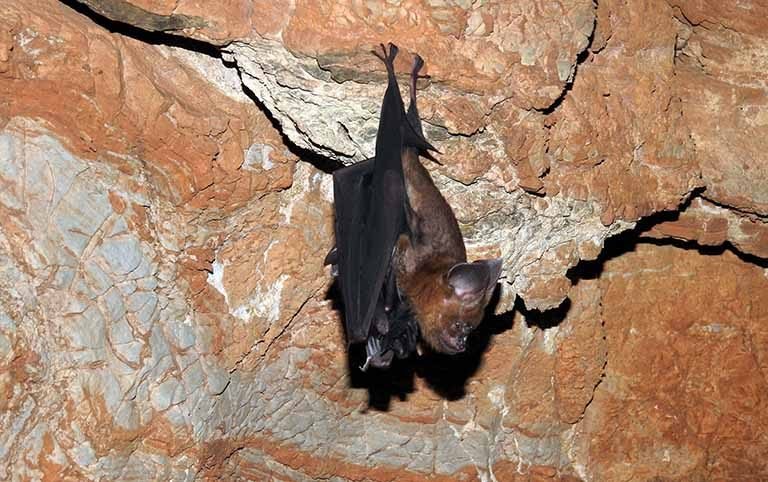 Survey of bat in Nawalparasi district