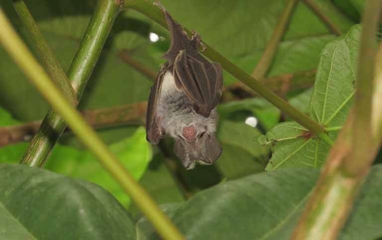 Bats Study in Salyan and Dang districts