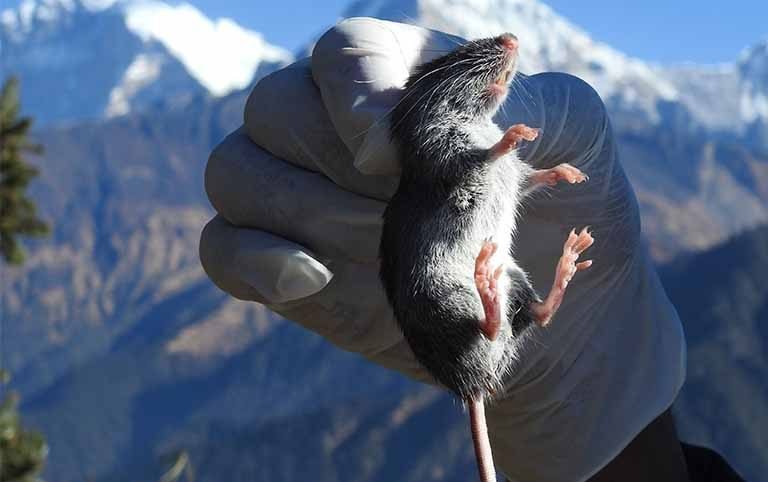 The study of Rodents in Highland Protected Areas