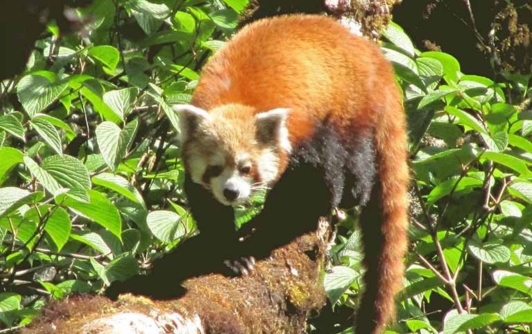 Food habits of Red Panda