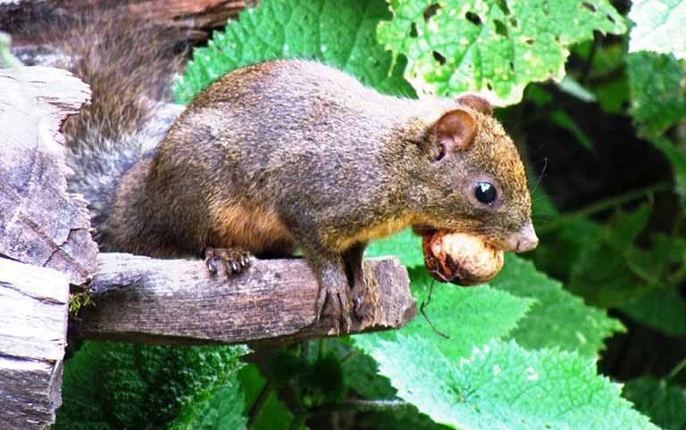 An overview of squirrel