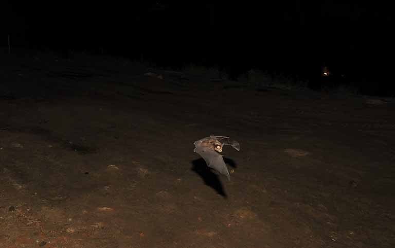 Food Habits of Insectivorous Bats of Mahendra and Nagarjun Caves