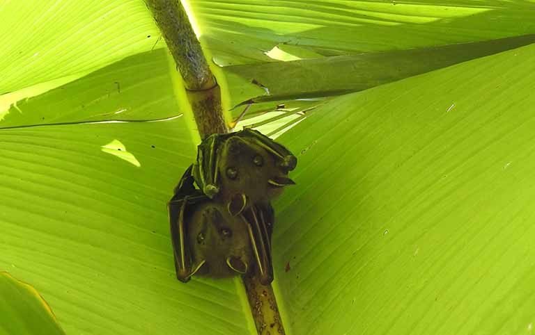 Altitudinal variation in bats, Understanding peoples’ perception to bats in Sagarmatha (Everest) Zone