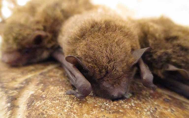 Seasonal Variation in Abundance and Distribution of Bats in Sunsari-Morang Industrial Corridor