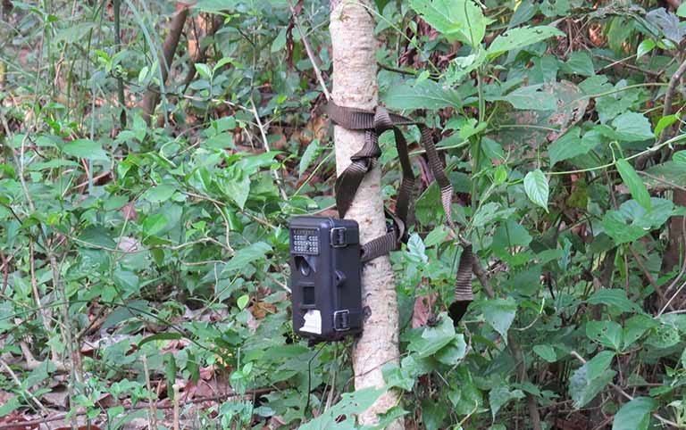 Camera Trap Survey at Annapurna Base Camp Trail, Nepal