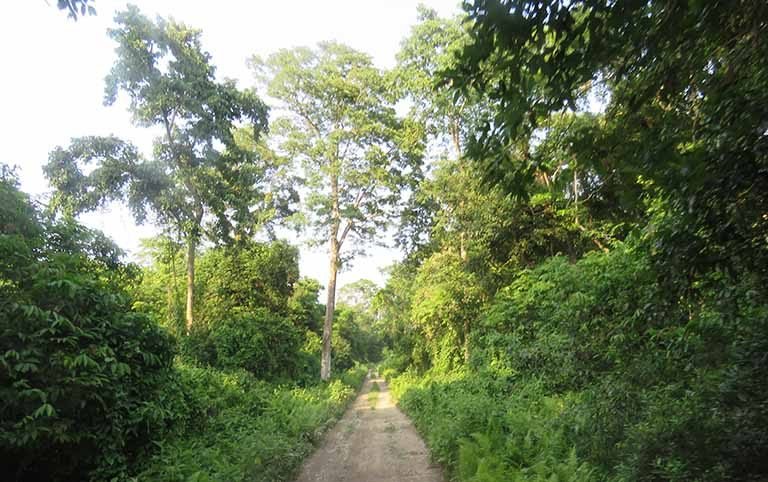 Conservation Status of Fishing Cat in Chitwan National Park, Nepal