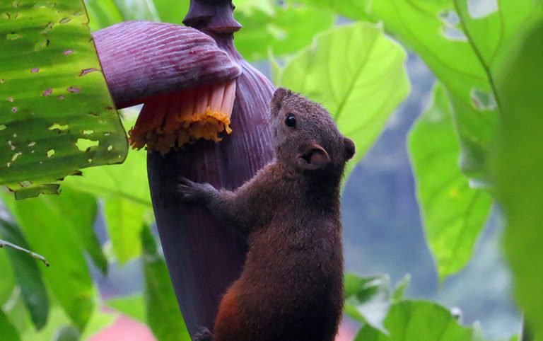 Distribution and behavioral ecology of Irrawaddy Squirrel in urban habitats of Bhaktapur