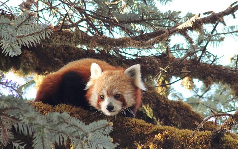 Distribution of Red Panda in Jajarkot District of Western Nepal