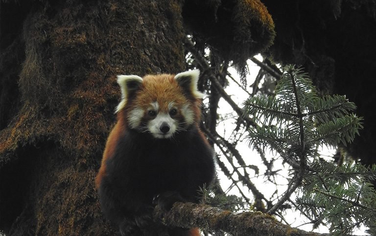 Red Panda Conservation in Gaurishankar Conservation Area