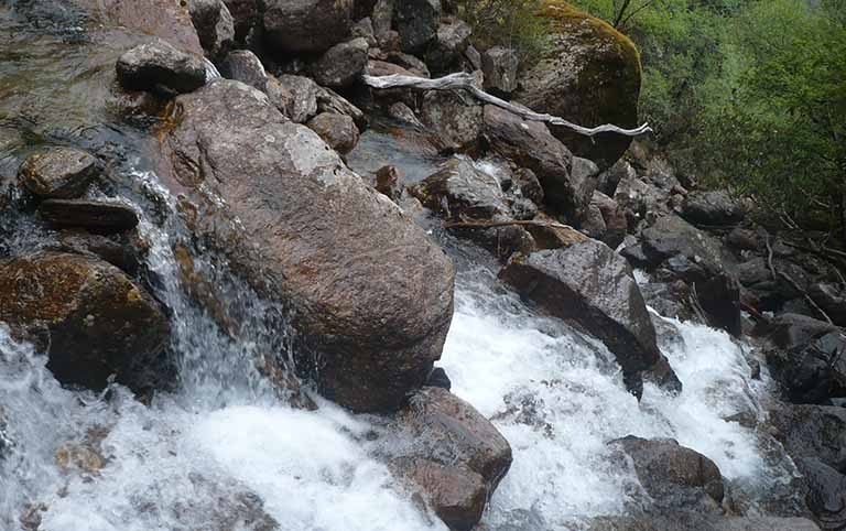 Red Panda Survey in Api-nampa Conservation Area- Darchula