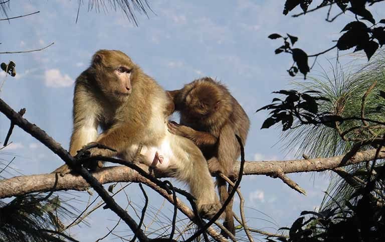 Study of Feeding Ecology of Assamese macaque in Shivapuri Nagarjun National Park