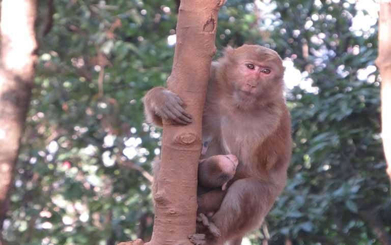 Study of Reproductive Behavior of Assamese macaque in Nagarjun Forest