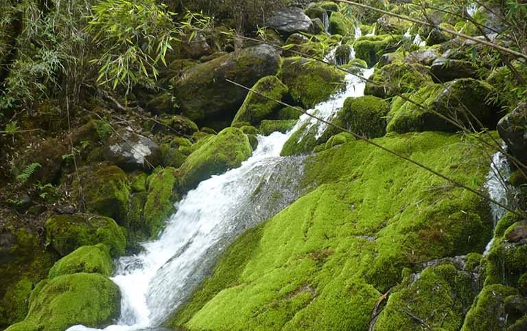 Assessment of community based Red Panda monitoring system in Langtang National Park and its buffer zone