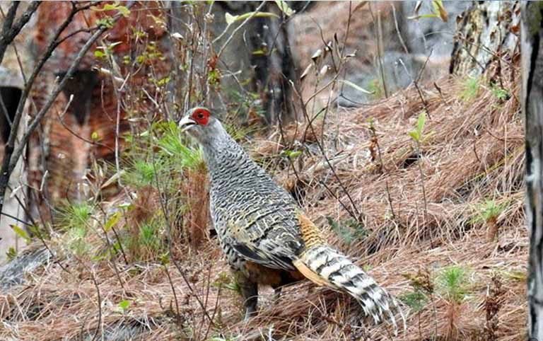 Survey of Cheer Pheasant
