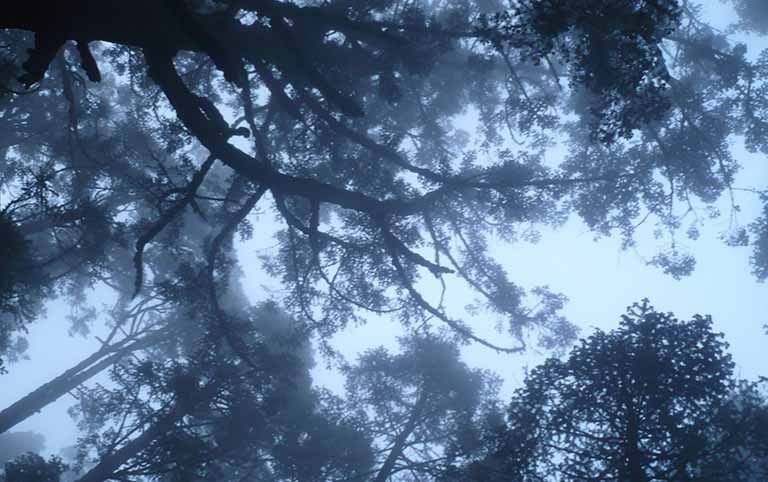 Feasibility Study for community forest to be considered for protected area in tropical forest of Eastern Nepal