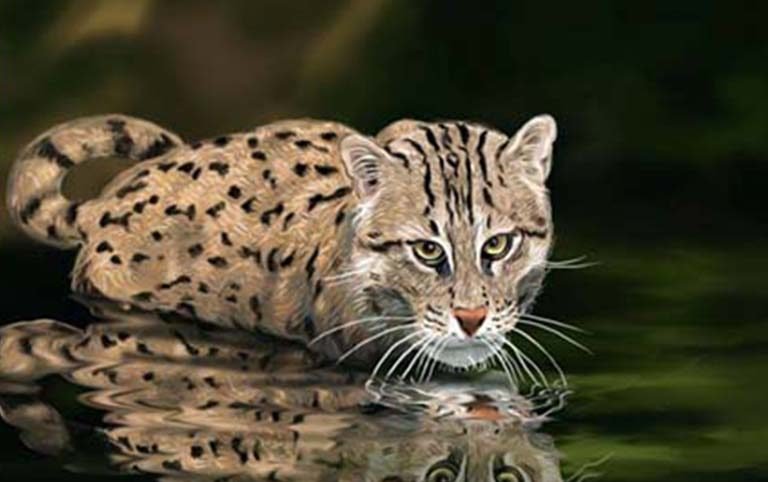 Fishing Cat Research