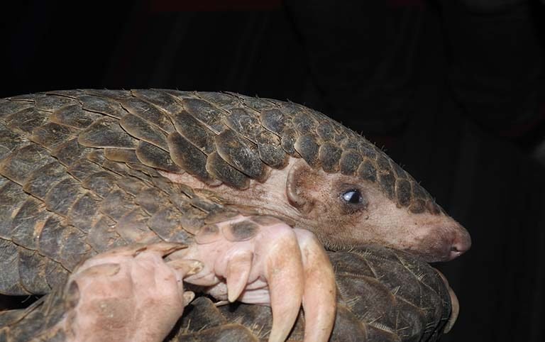 Rescue and Release of Chinese Pangolin into Taudolchhap Community Forest