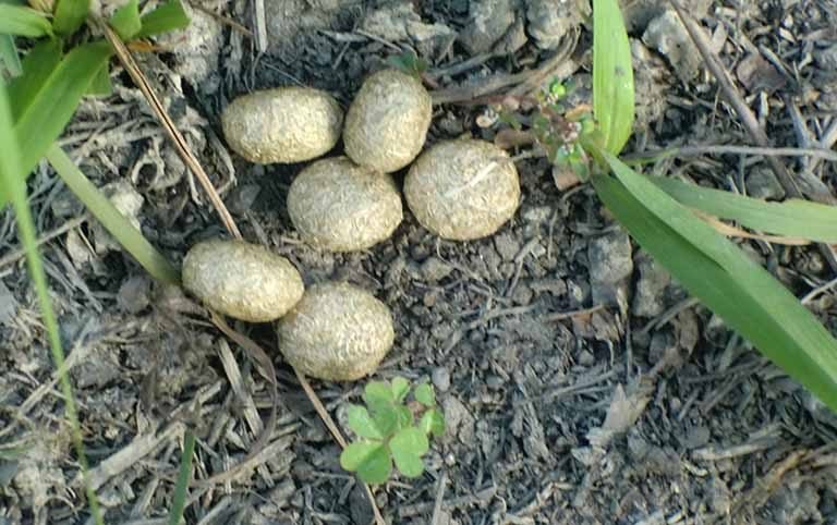 Baseline Information and Conservation Initiatives of Hispid Hare (Caprolagus hispidus Pearson, 1839) in Chitwan National Park, Nepal
