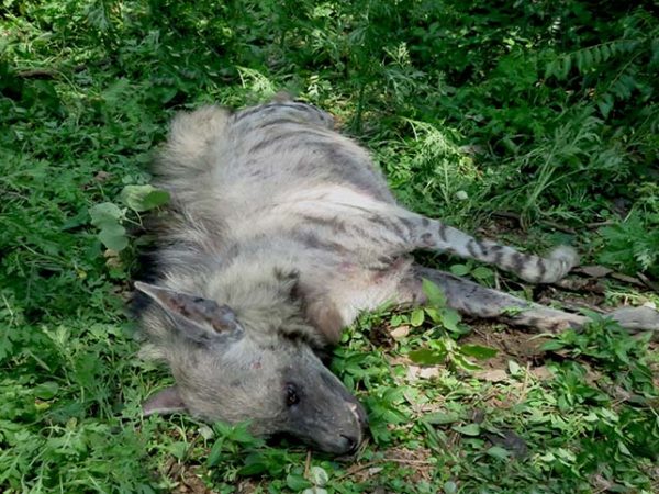 Status, distribution and participatory based conservation initiatives for striped hyaena (Hyaena hyaena) in Central Lowland, Nepal