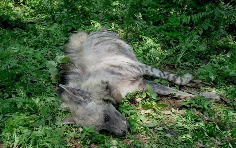 Status, distribution and participatory based conservation initiatives for striped hyaena (Hyaena hyaena) in Central Lowland, Nepal