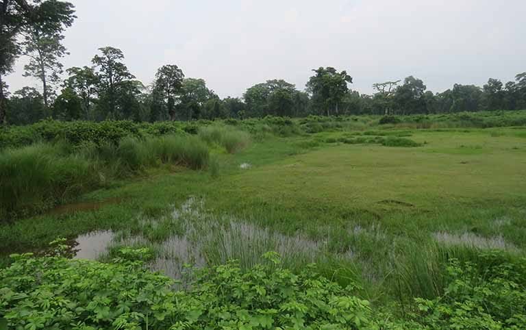 Conservation Initiatives of Fishing Cat in a Human Dominated Landscape of Bara District, Nepal