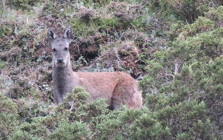 Transforming Local Communities to Citizen Scientists for Local Level Long-Term Conservation of Musk Deer in Manaslu Conservation Area, Nepal