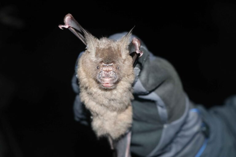 Conservation campaign and bat survey along the Tamakoshi River Corridor, Nepal with special focus on Hodgson’s Bat Myotis formosus