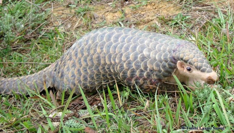 Conservation of Critically Endangered Chinese Pangolin and Human Livelihoods in Central Nepal