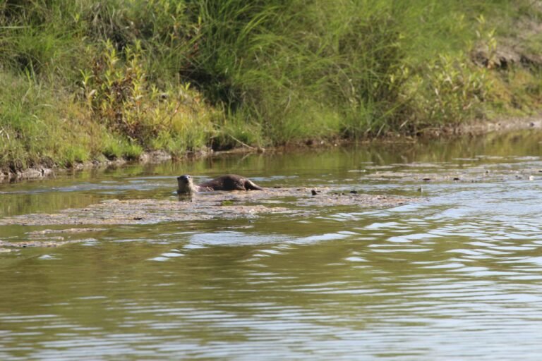 Strengthening communities’ livelihood and stewardship to conserve Otter in Karnali